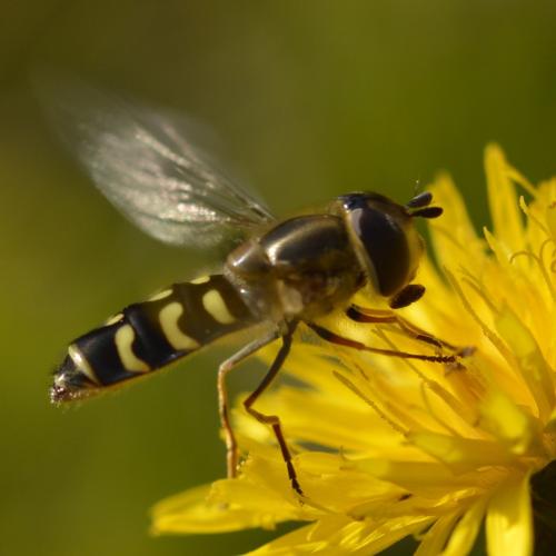 Réf. 311 892 : Scaeva selenitica
